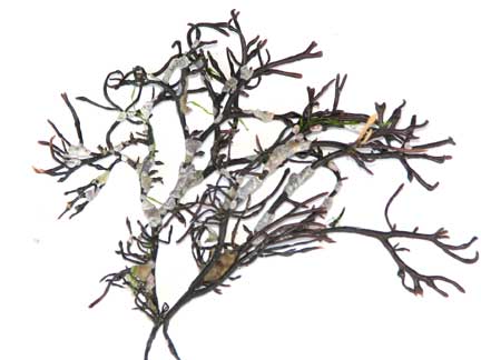 Ahnfeltiopsis-gigartinoides -1