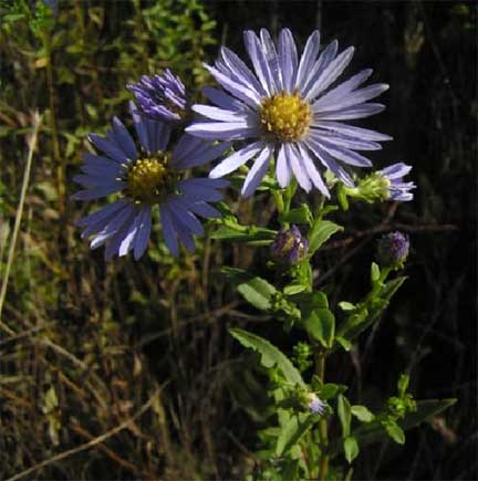 Aster-chilensis-1