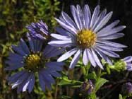 Aster-chilensis-T