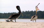 Brown-Pelicans-sm3