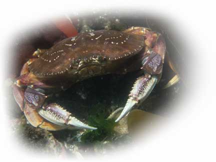 Crab-for-banner1