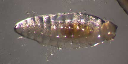 Diplolepis-parasitoid-1