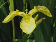 Iris-pseudacorus-T