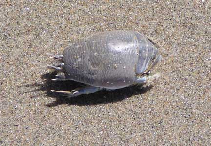 Mole-crab1