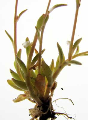Montia-parvifolia-3