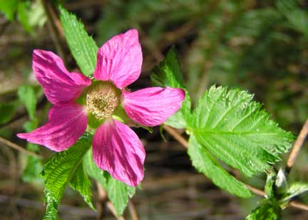 Rubus-spectabilis-1
