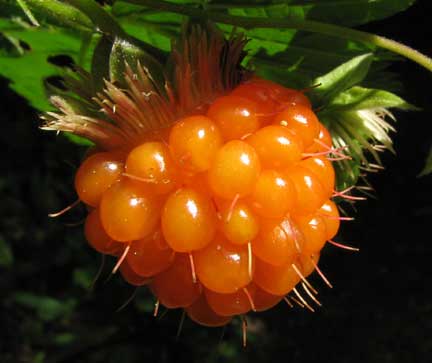 Rubus-spectabilis-2