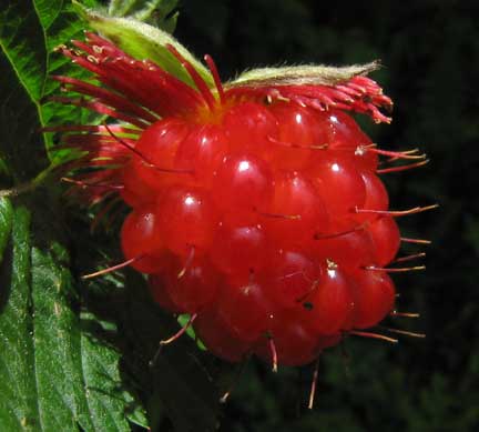 Rubus-spectabilis-3