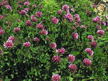Trifolium-wormskjoldii-1