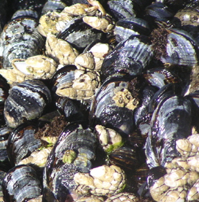a_Mussels