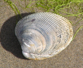 a_Pacific-Little-Neck-Clam